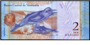 Banknote from Venezuela