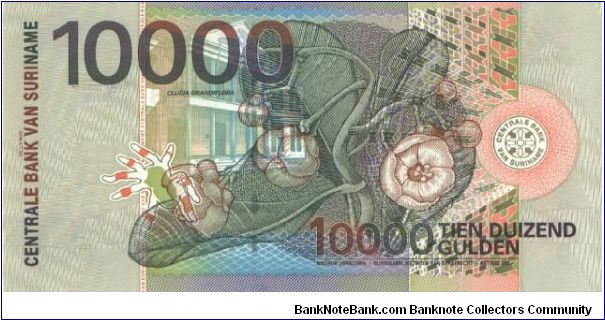 Banknote from Suriname year 2000